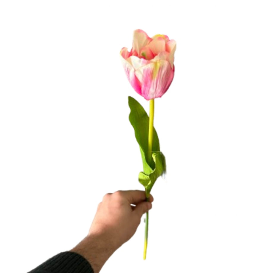 Tulipano singolo - Mamà Lah