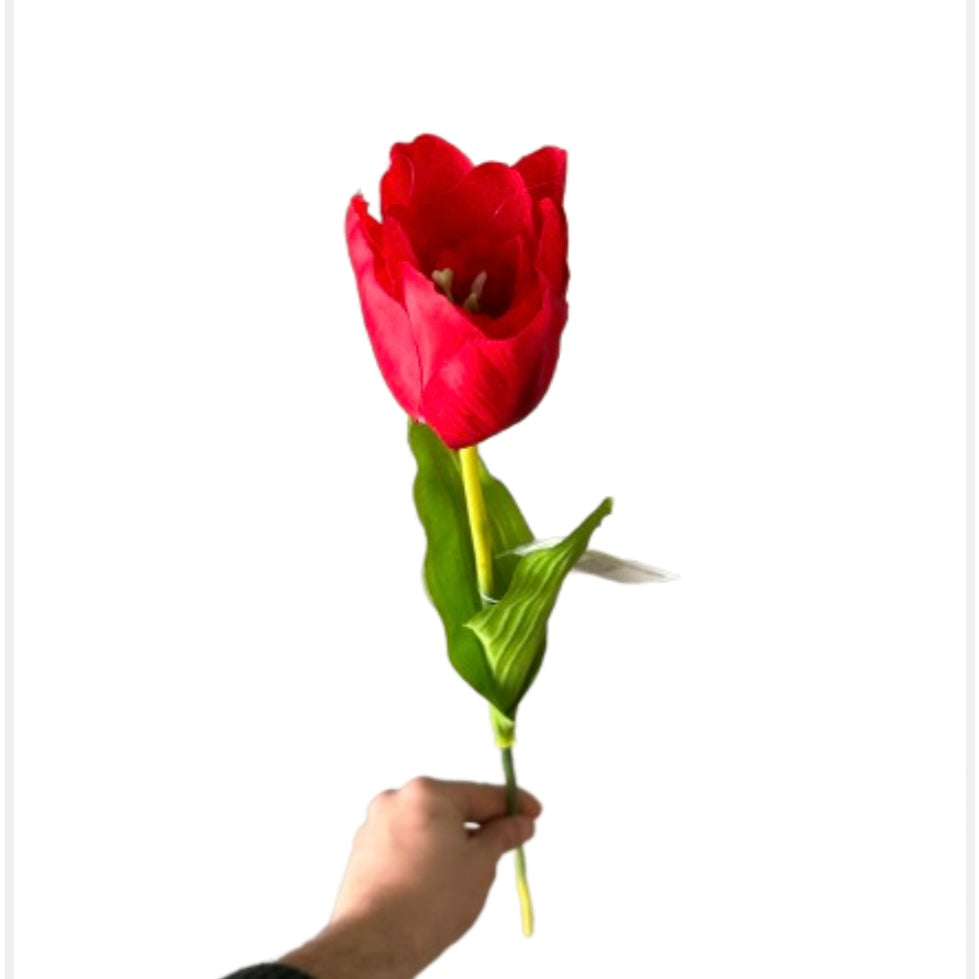 Tulipano singolo - Mamà Lah