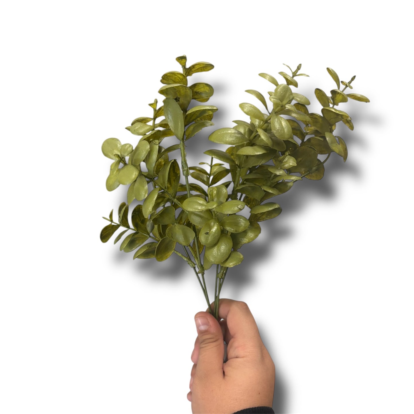 Buxus bush