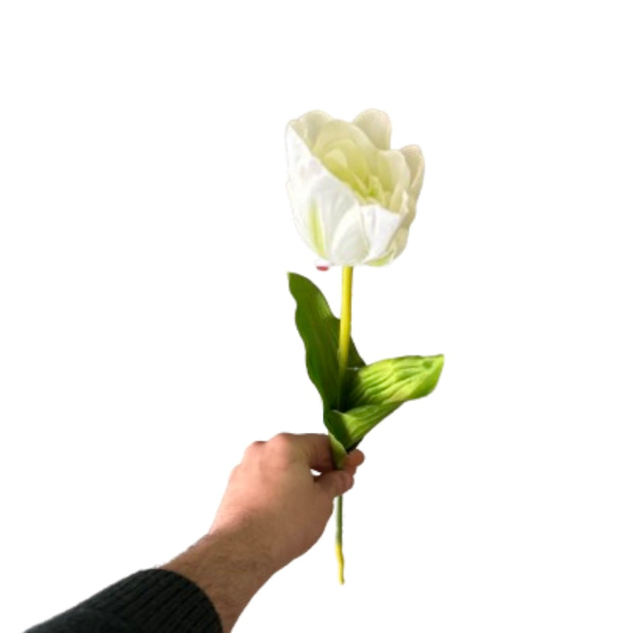Tulipano singolo - Mamà Lah
