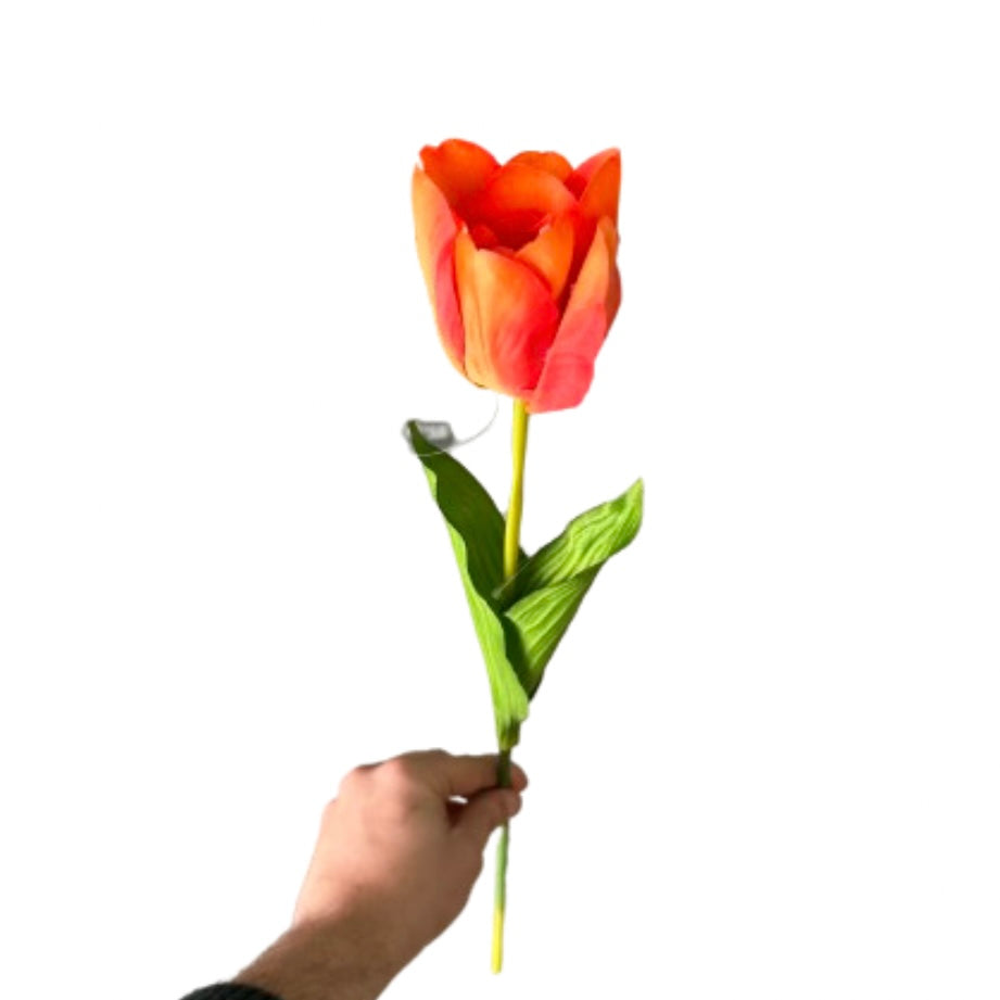 Tulipano singolo - Mamà Lah